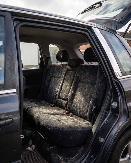 A car boot and rear carpet densely packed with embedded pet hair.