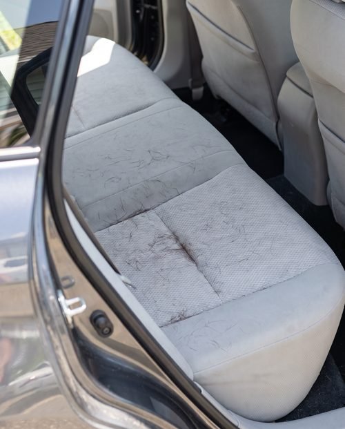Loose dark pet hair scattered across a light grey cloth car seat.