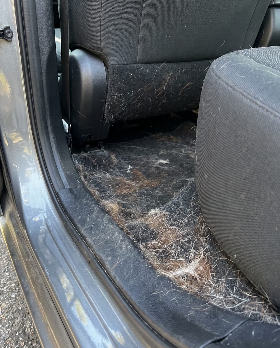A car's rear carpet and seat base completely matted with a dense layer of pet hair.